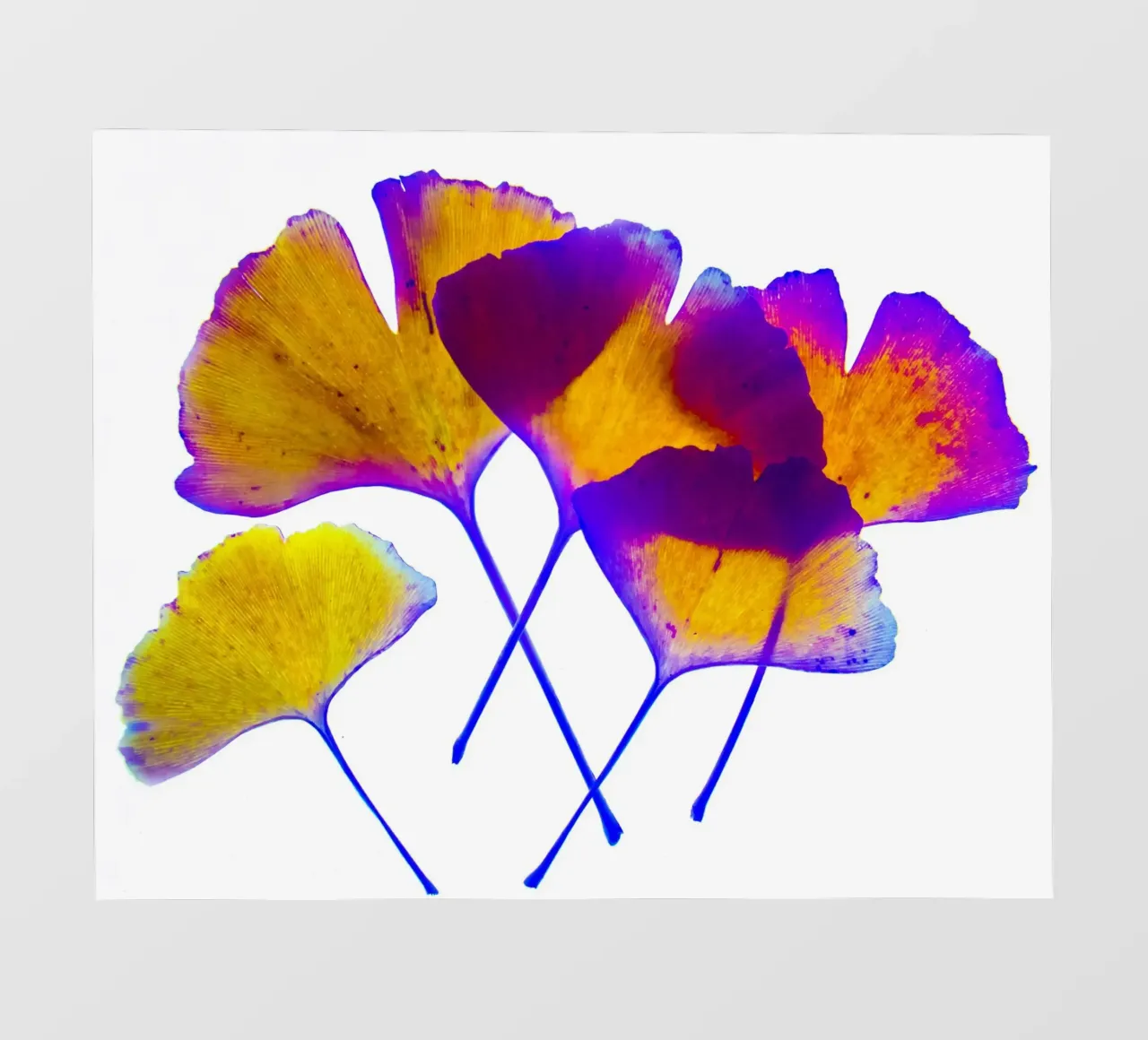 Ginkgo Biloba pellicola backlit da Teresa André