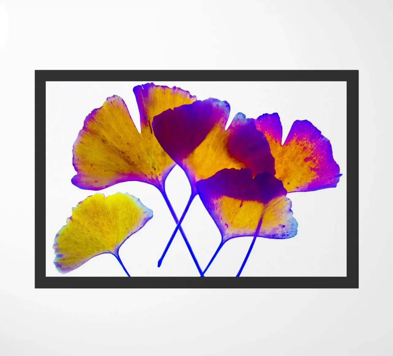 Ginkgo Biloba zerbino da Teresa André