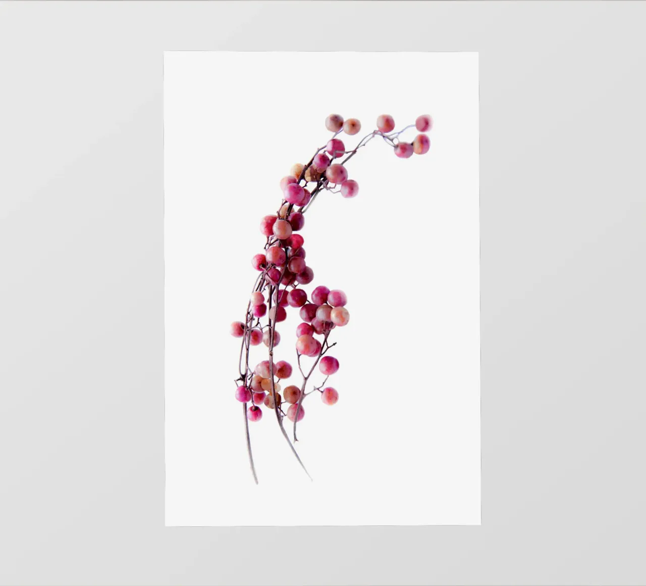 Pink pepper photo wallpaper by Teresa André