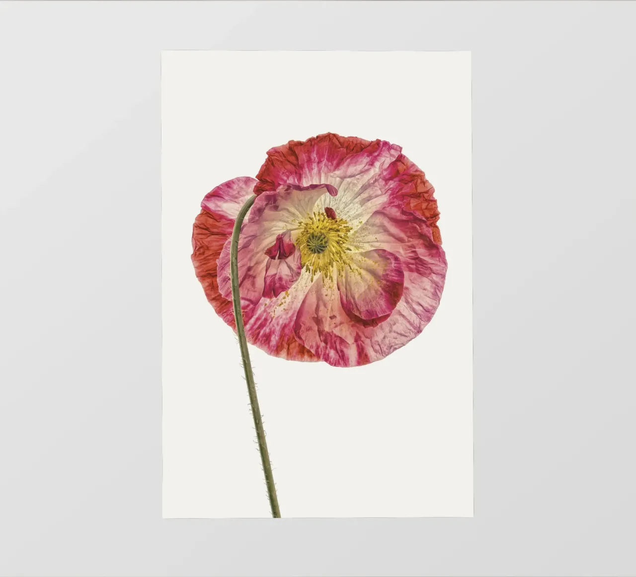 Amore in fiore: Papavero rosa a forma di cuore pellicola backlit da Curious Collections by Marielle Leenders