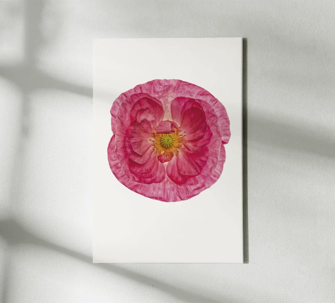 Sanfter Charme: Süßer rosa Mohn Leinwand mit Schattenfugenrahmen von Curious Collections by Marielle Leenders