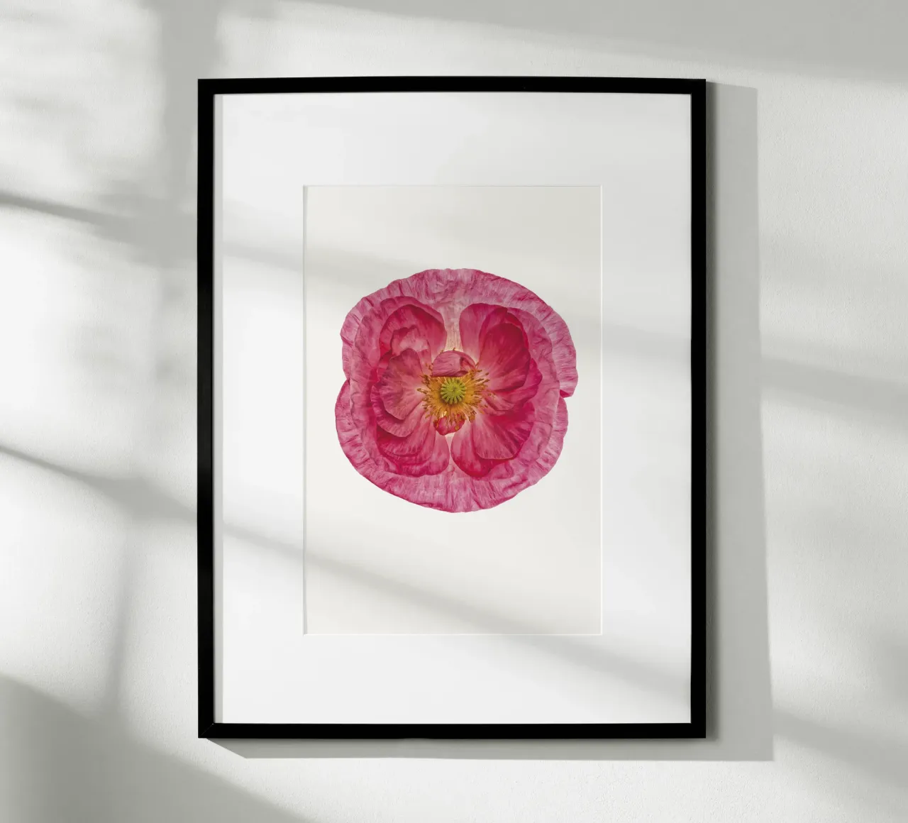 Sanfter Charme: Süßer rosa Mohn Poster von Curious Collections by Marielle Leenders