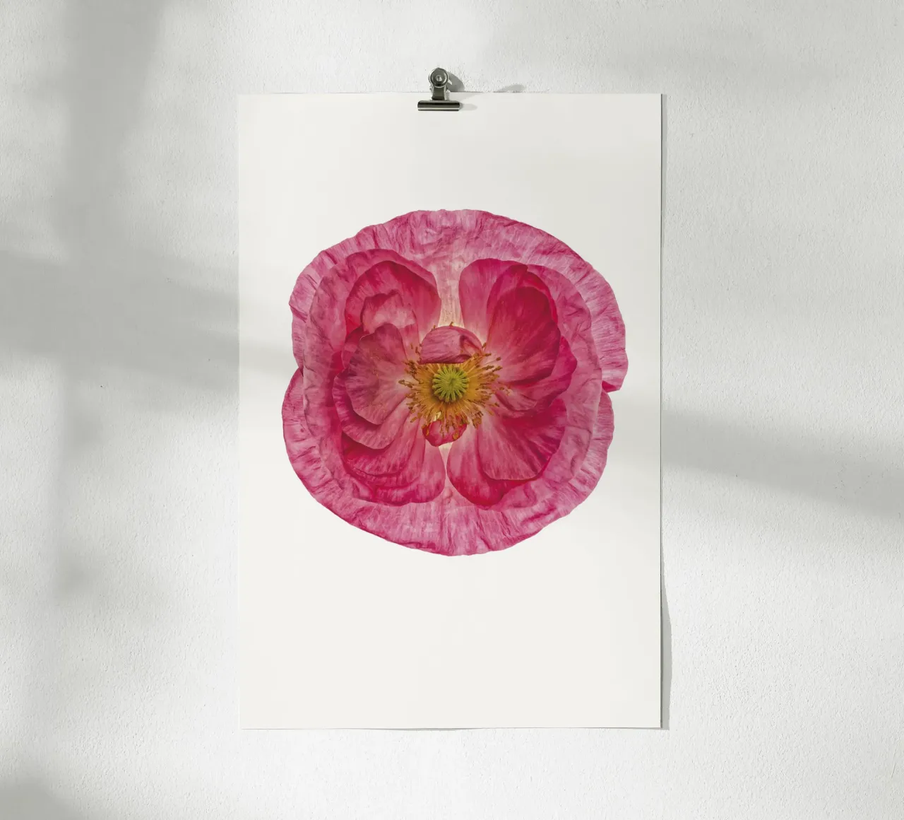 Sanfter Charme: Süßer rosa Mohn Poster von Curious Collections by Marielle Leenders