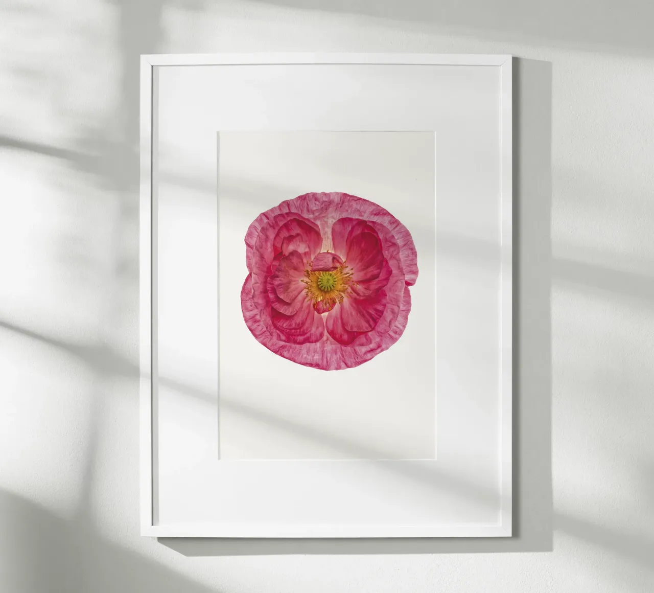 Sanfter Charme: Süßer rosa Mohn Poster von Curious Collections by Marielle Leenders