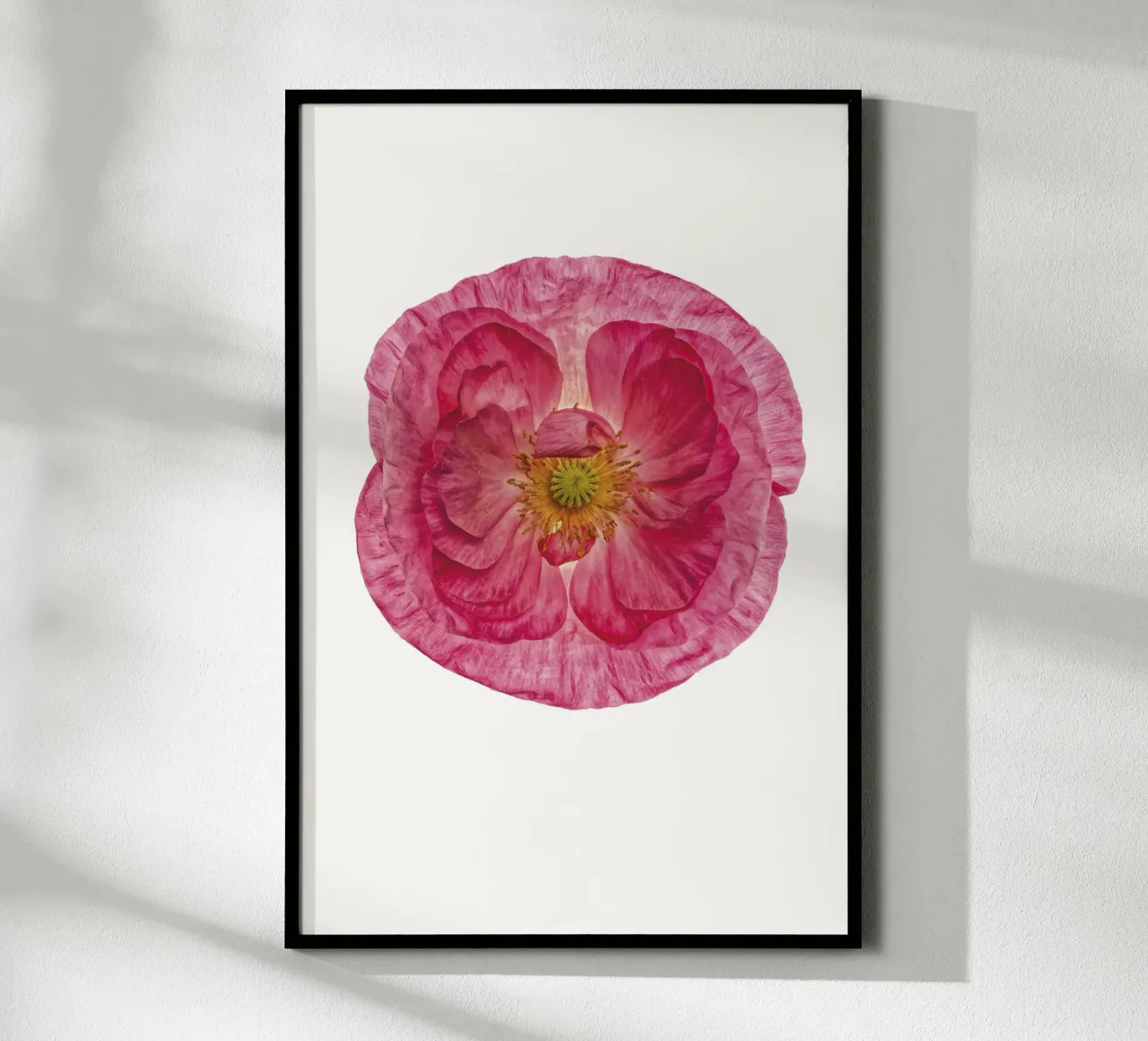 Sanfter Charme: Süßer rosa Mohn Poster von Curious Collections by Marielle Leenders