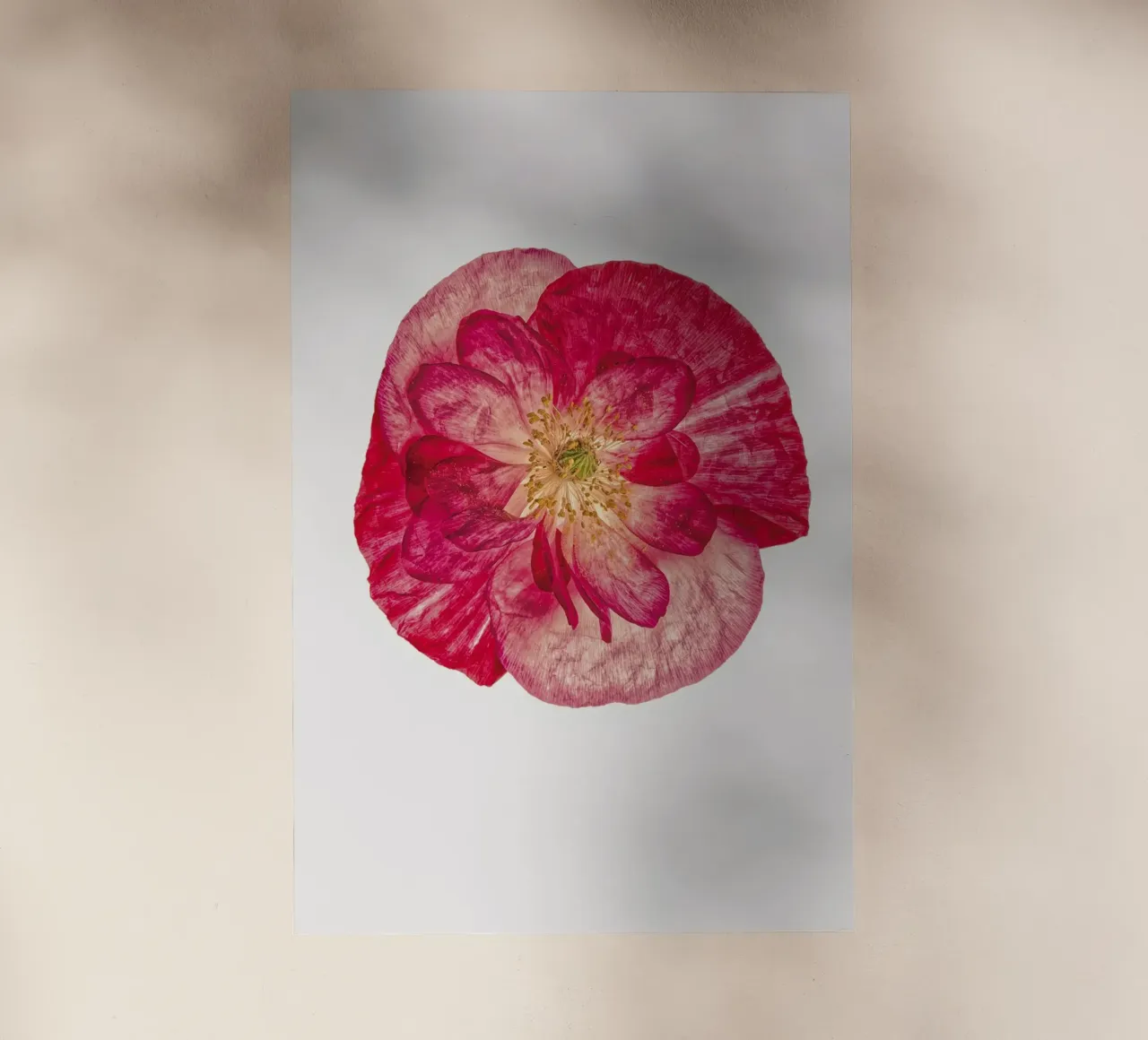 Blush of Nature: Papavero rosa pellicola backlit da Curious Collections by Marielle Leenders