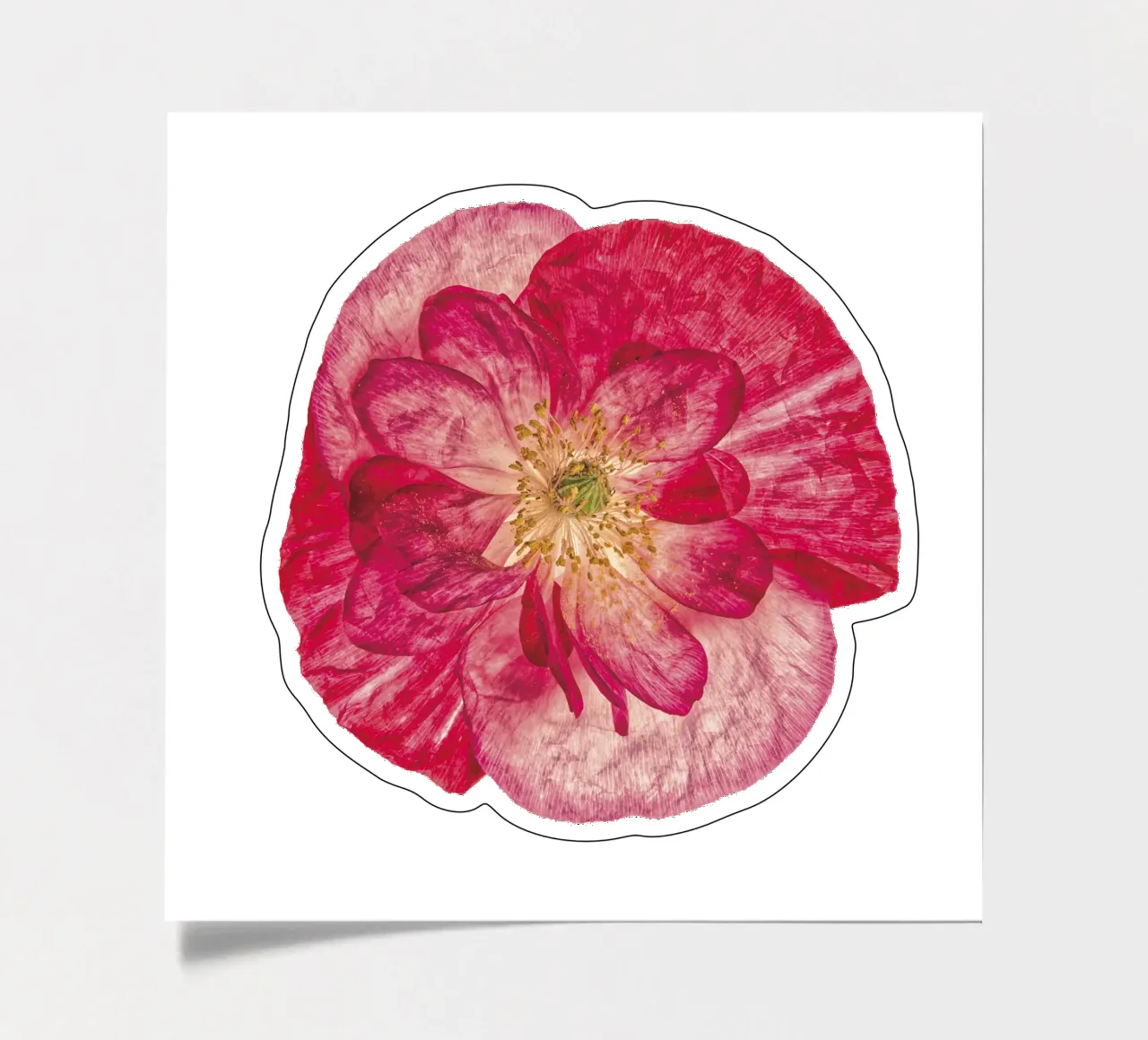 Blush of Nature: Pink Poppy sticker sheet by Curious Collections by Marielle Leenders