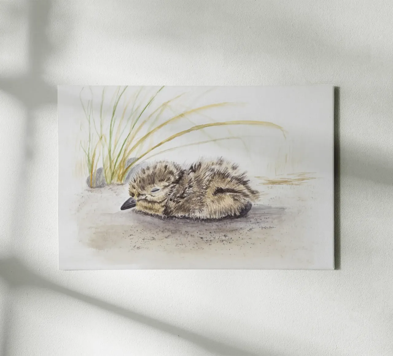 Seabird chicks canvas with Floater frame by Barbara Buderath Illustrationen
