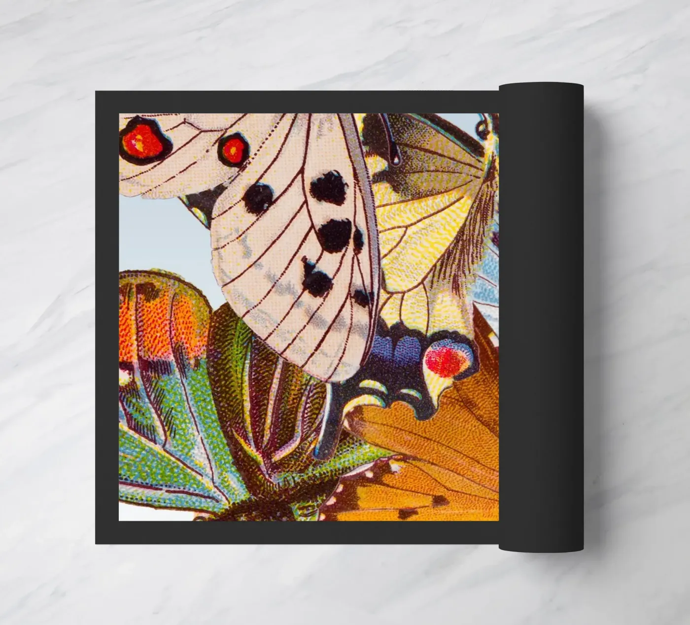 Butterflies zerbino da IndigoBird