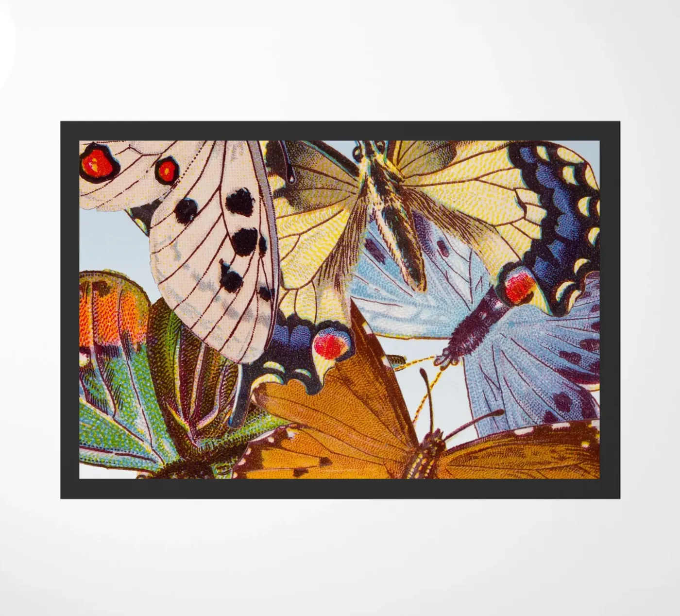 Butterflies zerbino da IndigoBird