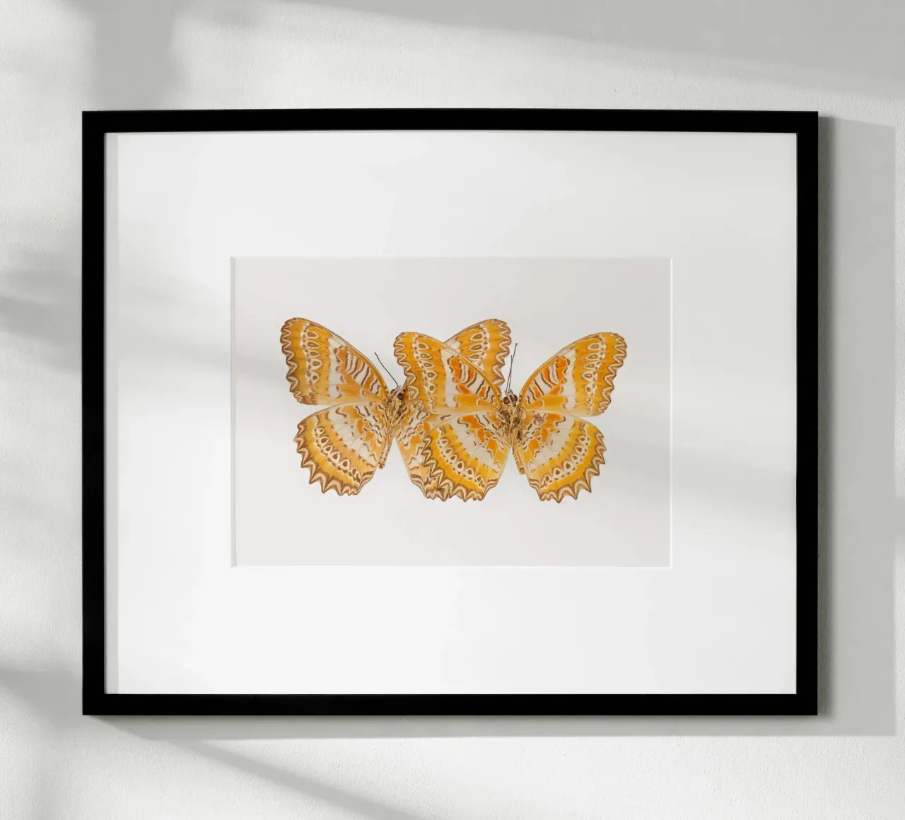 Duo d'oro: Farfalle gialle poster da Curious Collections by Marielle Leenders