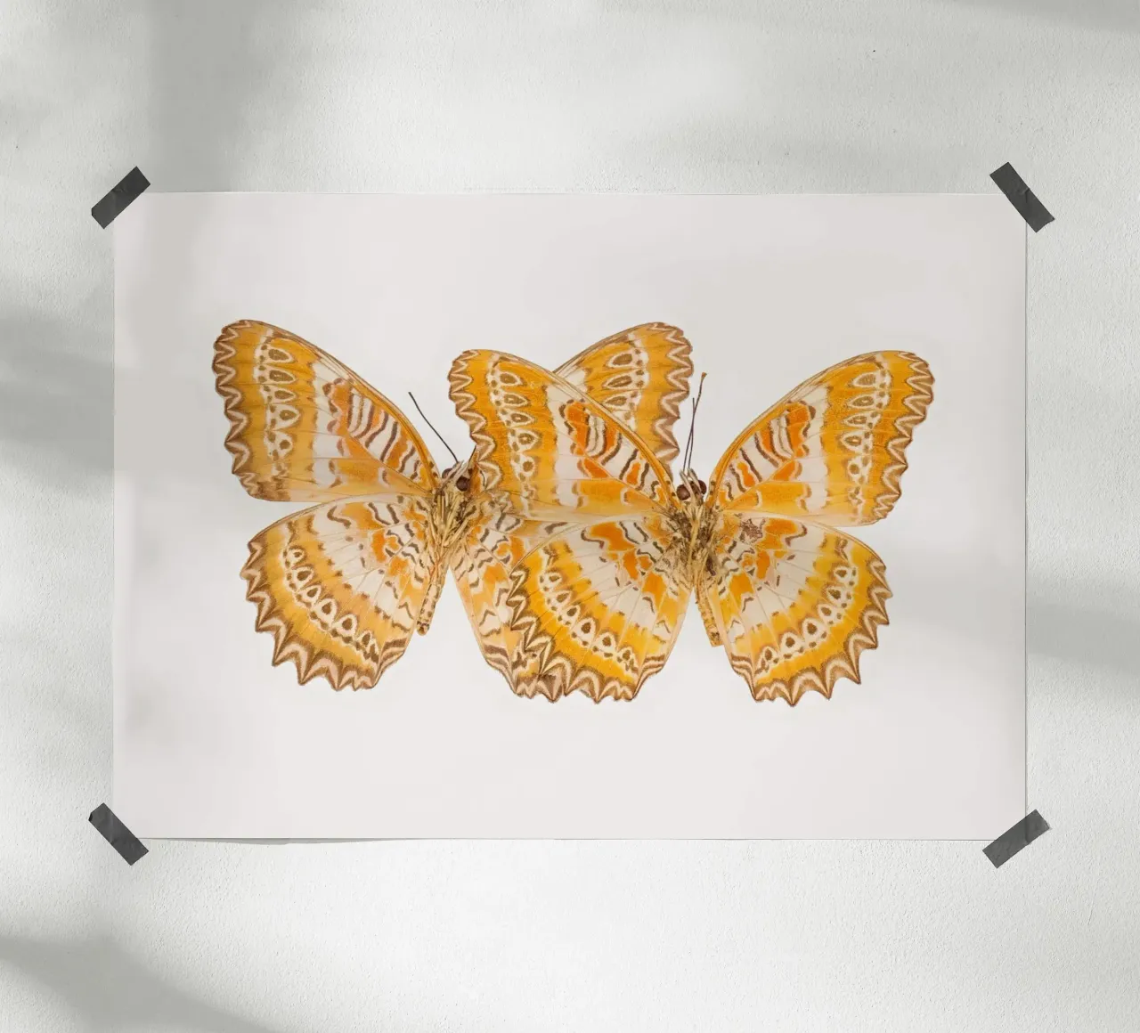 Duo d'oro: Farfalle gialle poster da Curious Collections by Marielle Leenders