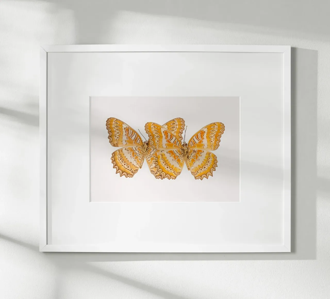 Duo d'oro: Farfalle gialle poster da Curious Collections by Marielle Leenders