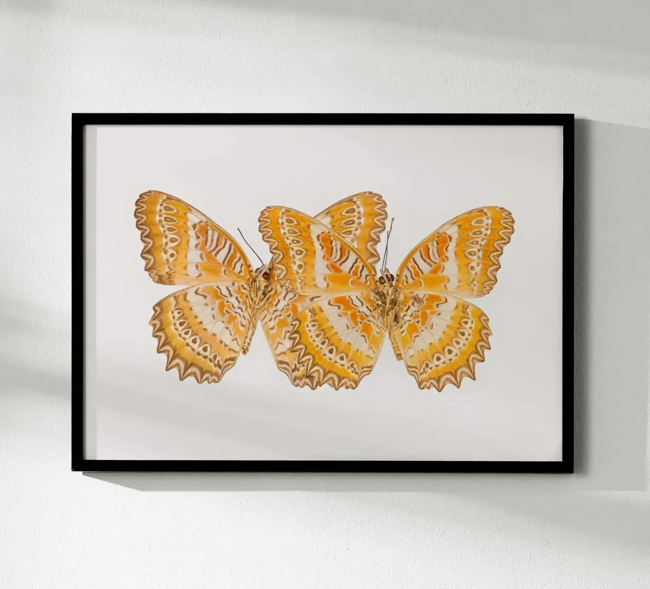 Duo d'oro: Farfalle gialle poster da Curious Collections by Marielle Leenders