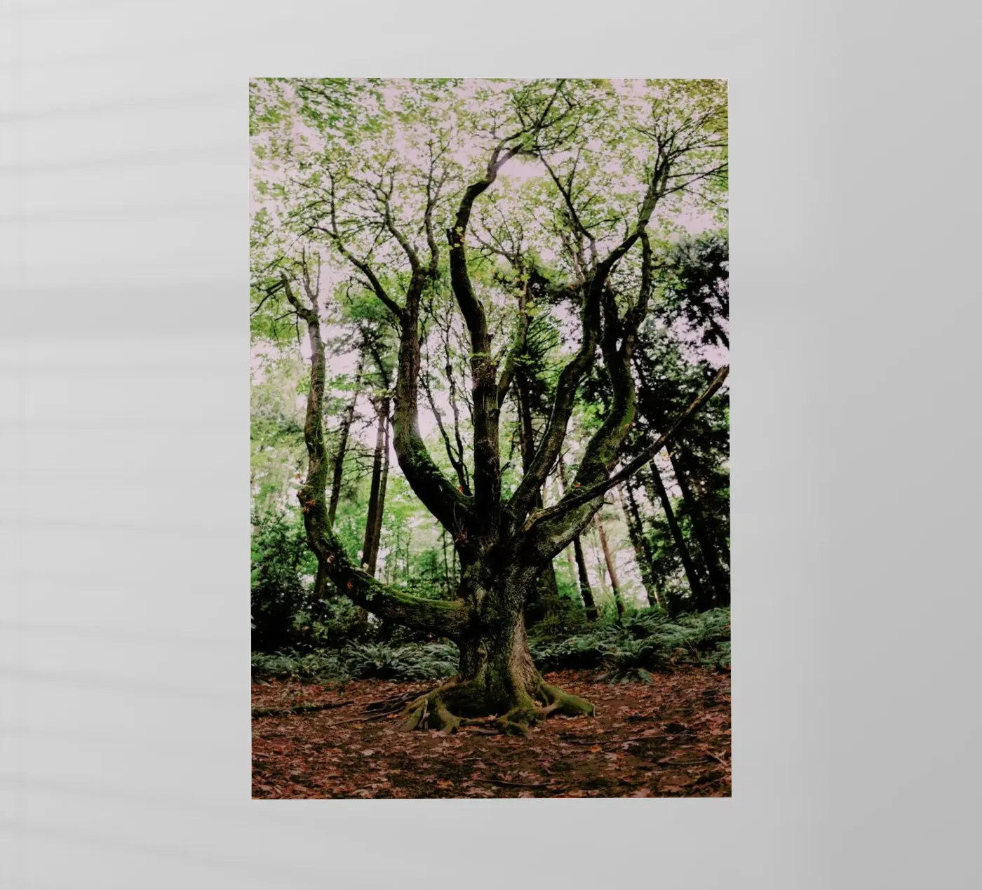 Forest Magic pellicola backlit da Leah Flores