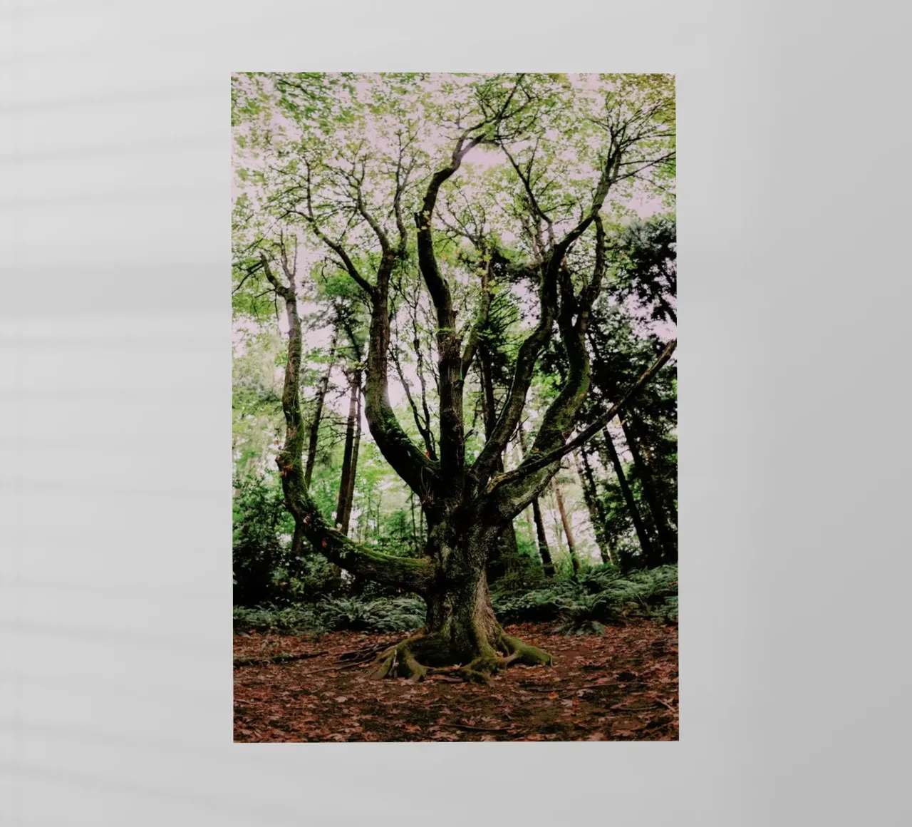 Forest Magic pellicola backlit da Leah Flores