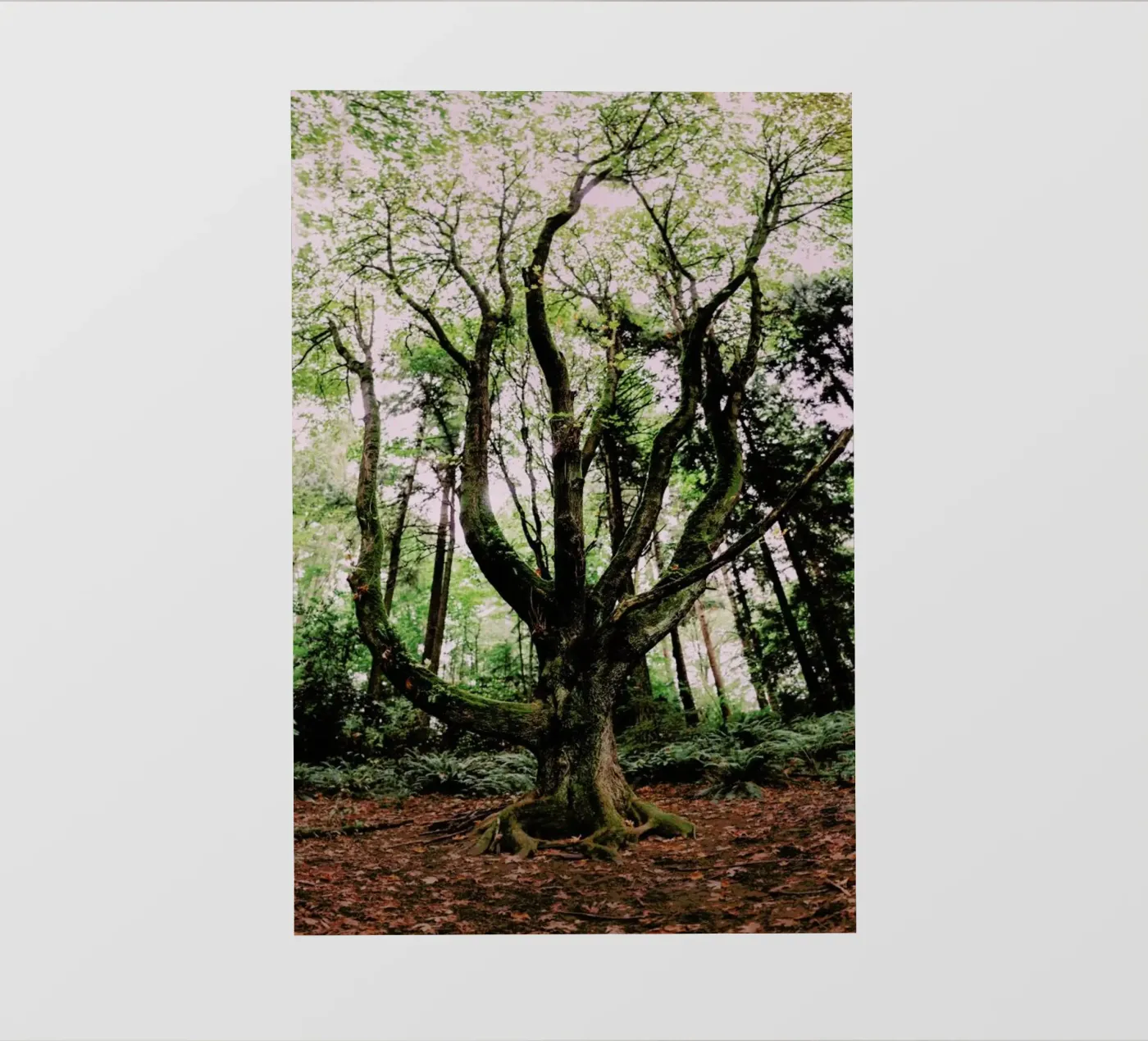 Forest Magic pellicola backlit da Leah Flores