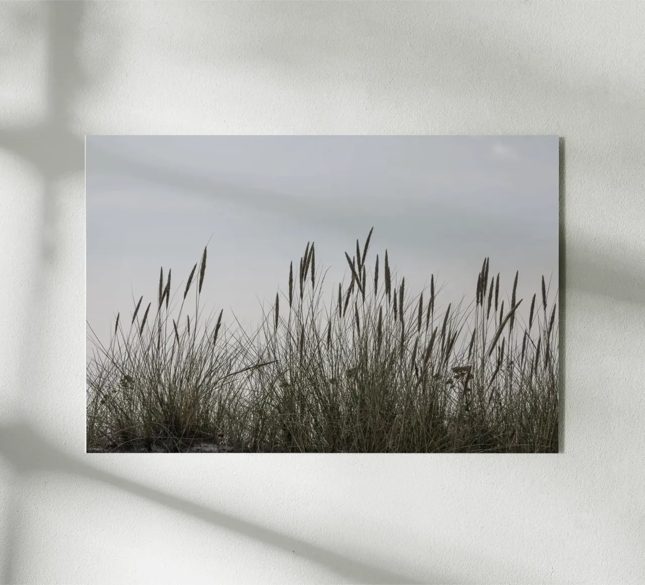 Erbe selvatiche plexiglass da Barbara Buderath Fotodesign