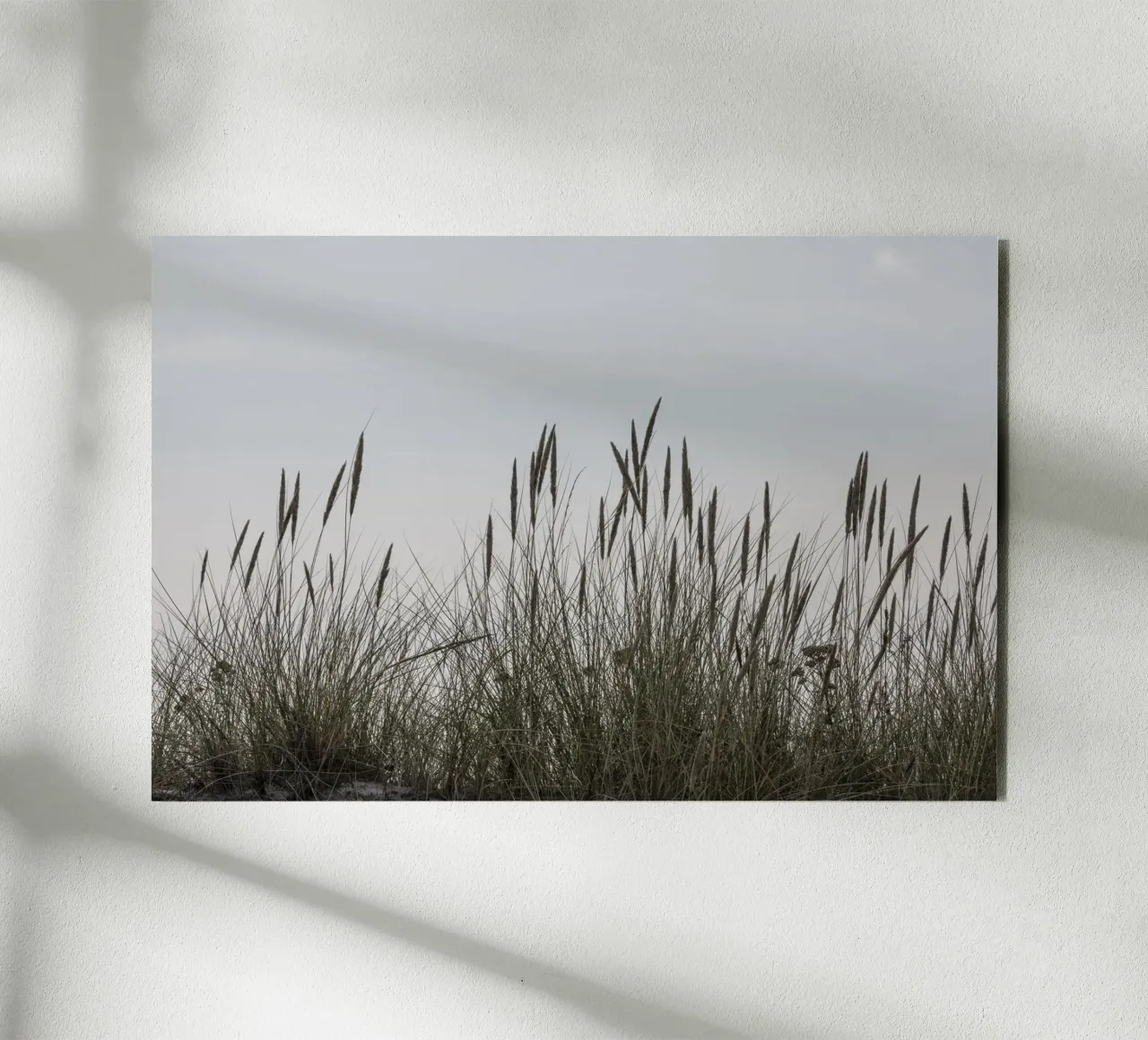 Erbe selvatiche alluminio dibond da Barbara Buderath Fotodesign