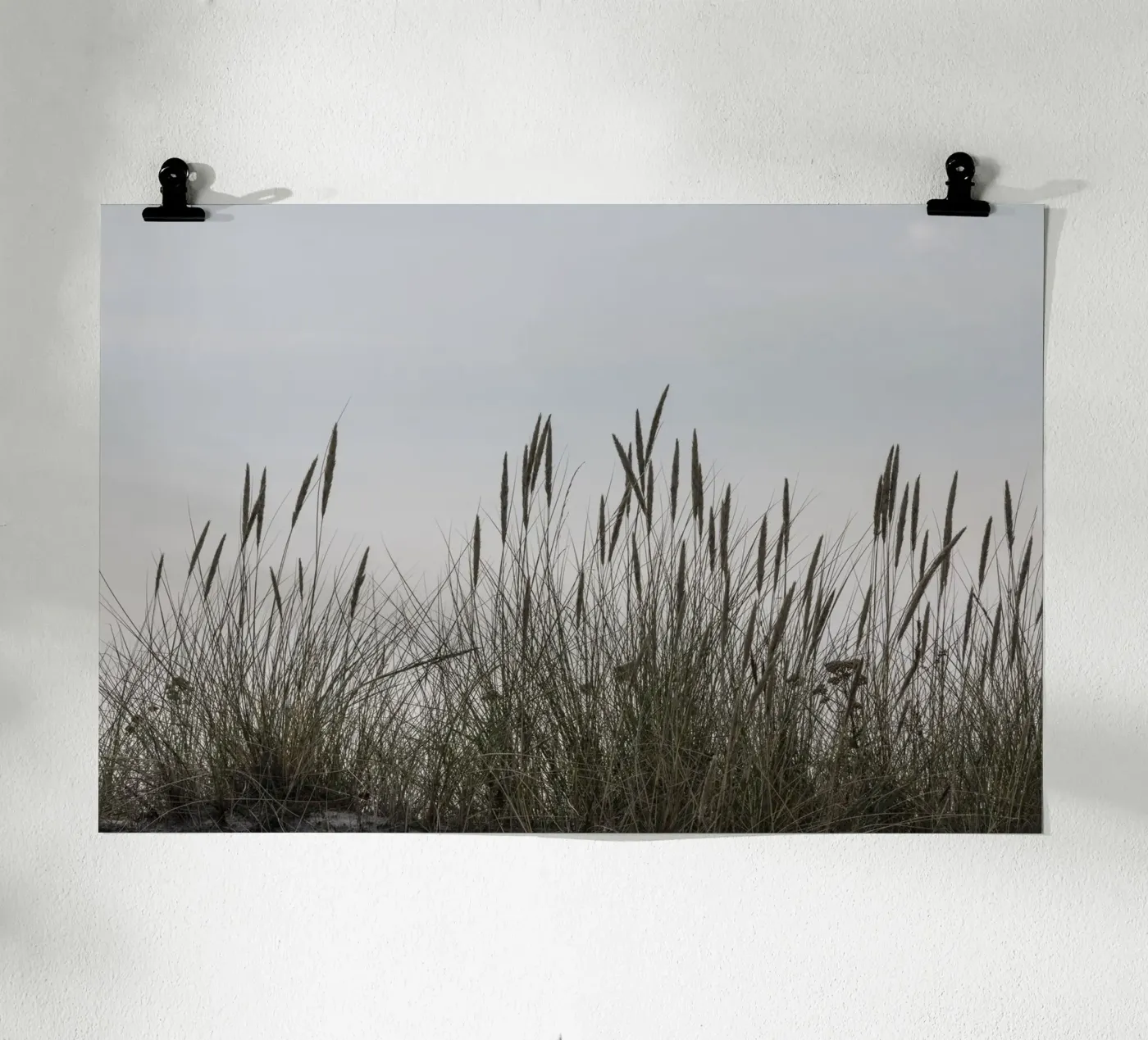 Wild grasses poster da Barbara Buderath Fotodesign