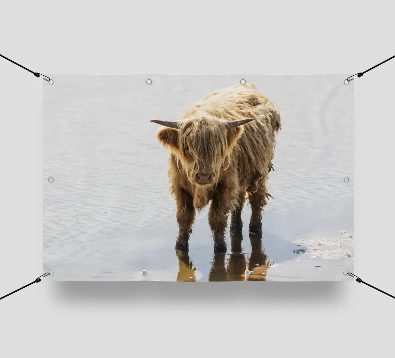 Highland Cattle telo in pvc da Barbara Buderath Fotodesign