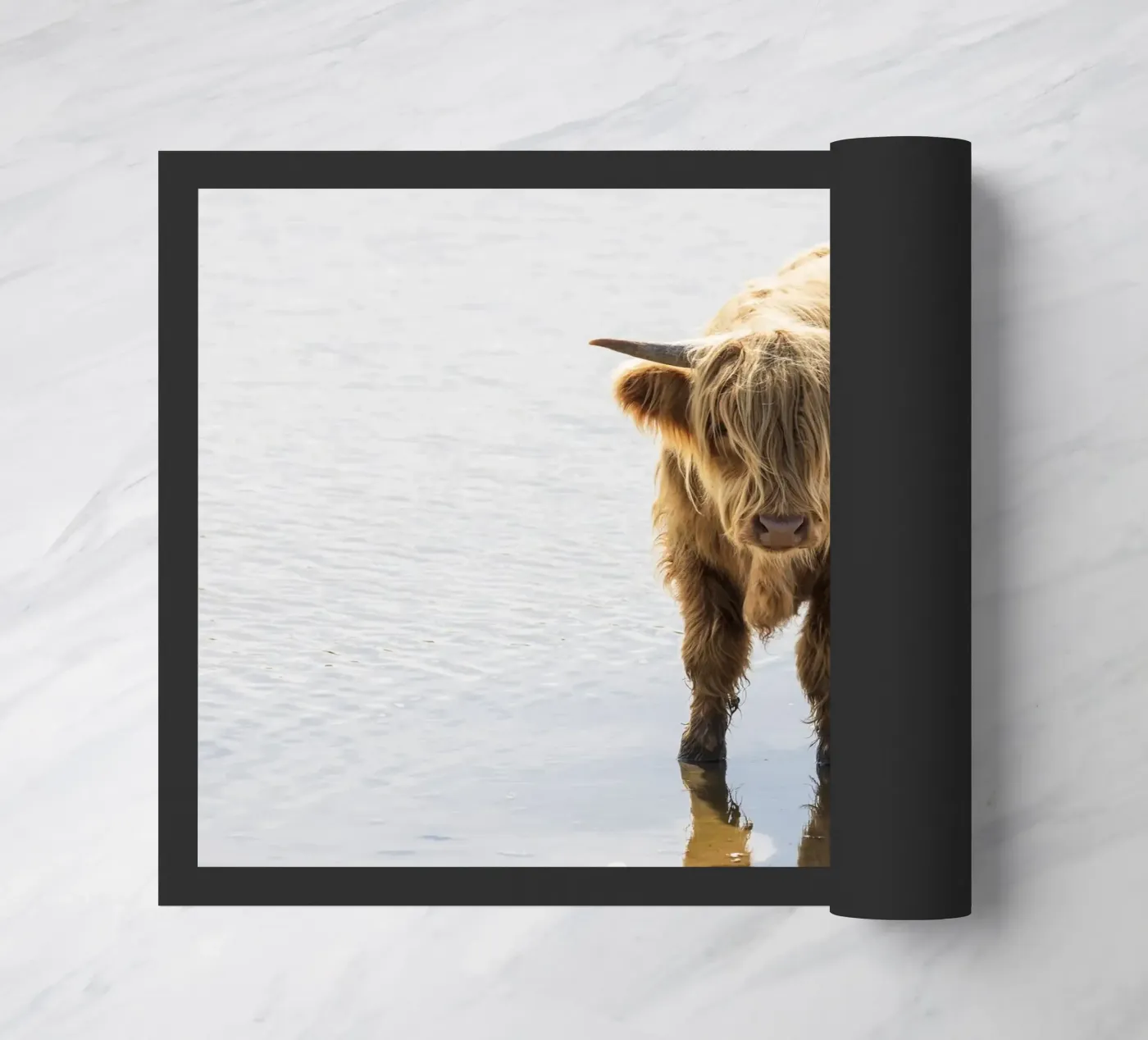 Highland Cattle zerbino da Barbara Buderath Fotodesign