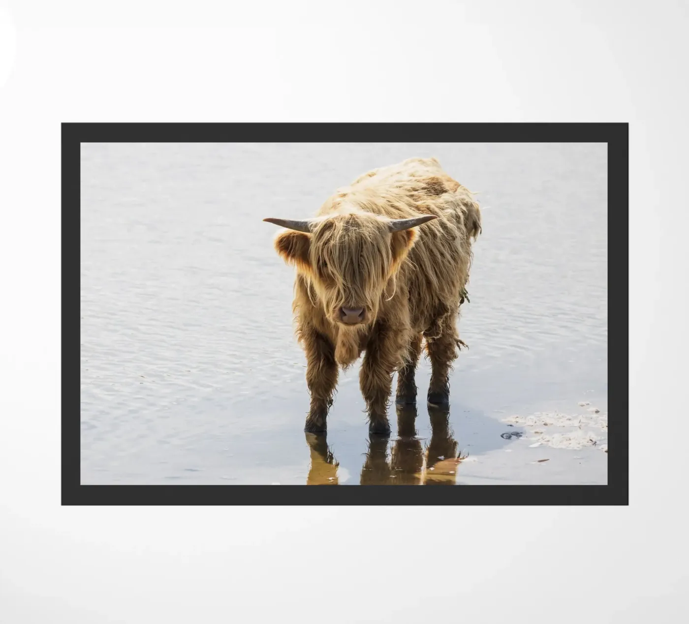Highland Cattle zerbino da Barbara Buderath Fotodesign