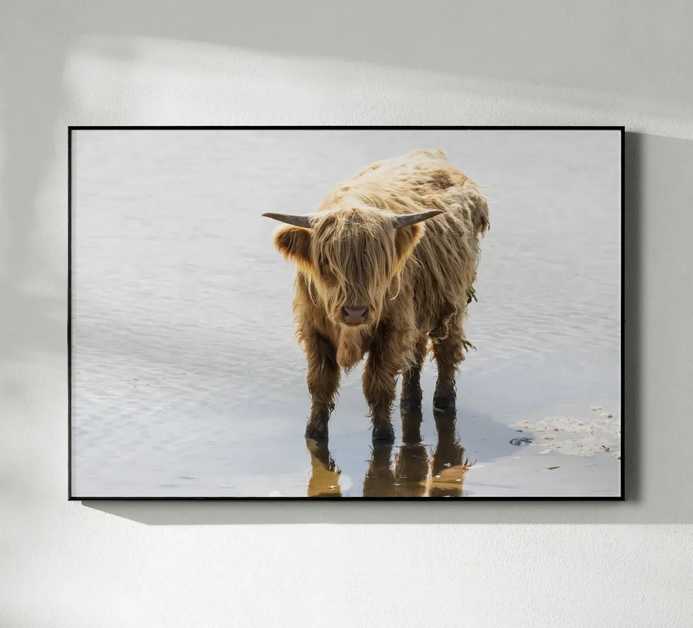 Highland Cattle Acryl-Glas von Barbara Buderath Fotodesign