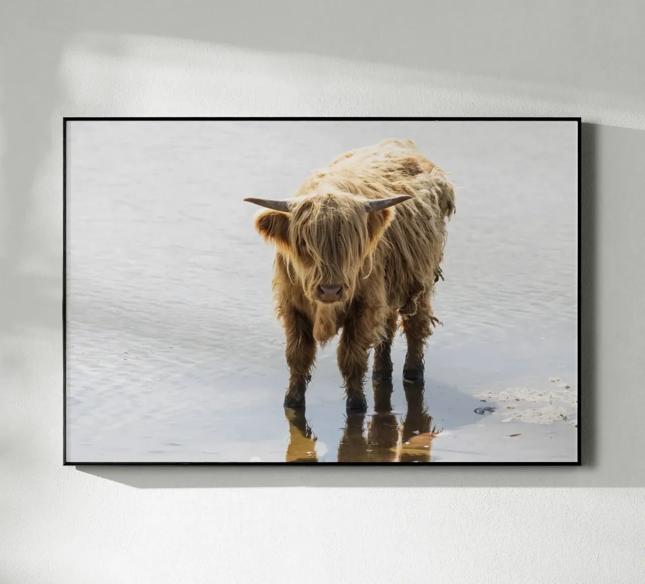 Highland Cattle plexiglass da Barbara Buderath Fotodesign