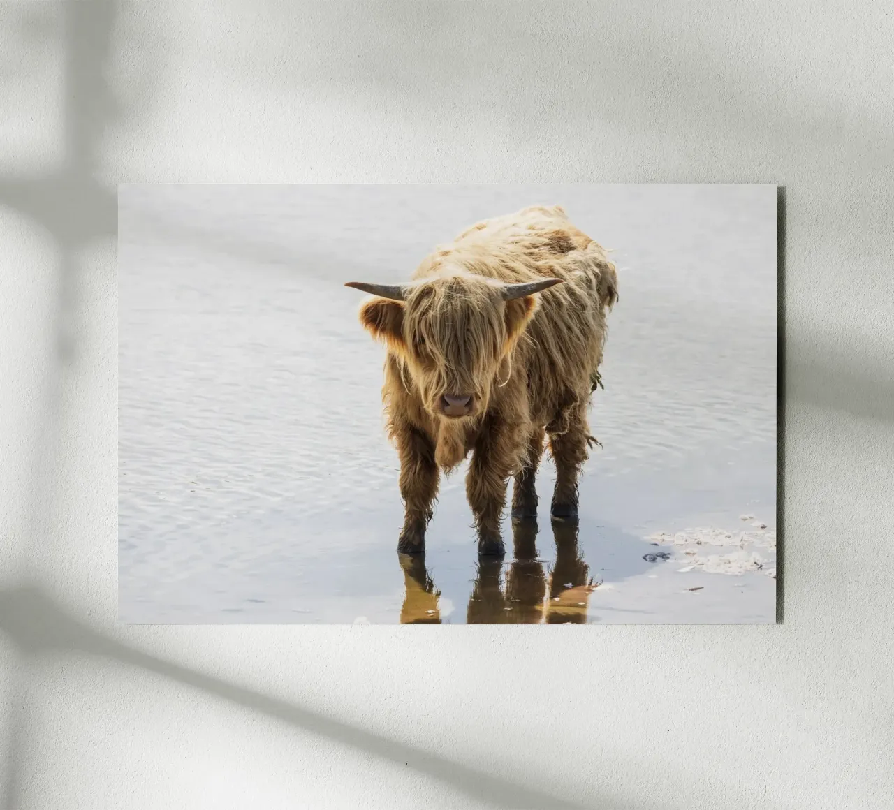 Highland Cattle alluminio dibond da Barbara Buderath Fotodesign