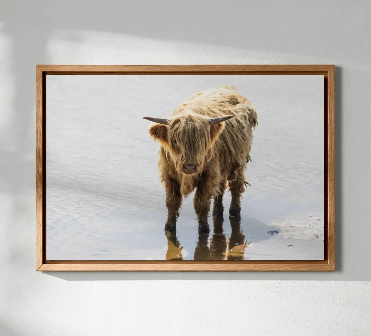 Highland Cattle canvas met Baklijst van Barbara Buderath Fotodesign