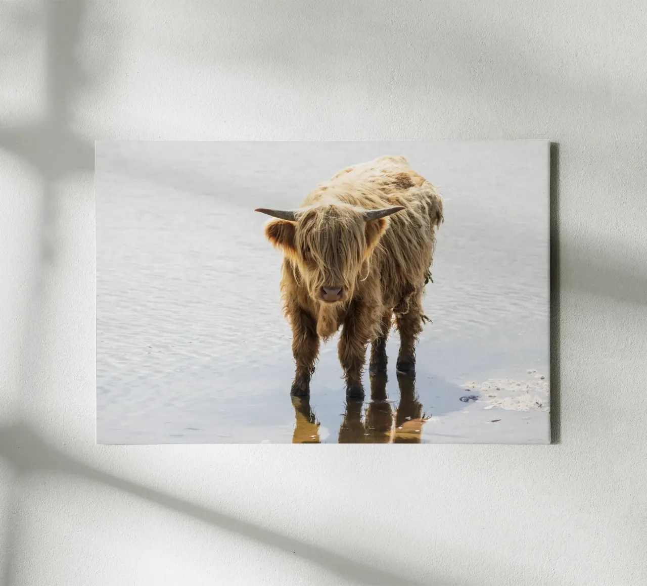Highland Cattle canvas met Baklijst van Barbara Buderath Fotodesign