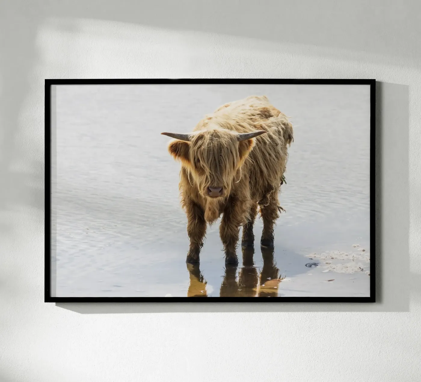Highland Cattle poster da Barbara Buderath Fotodesign