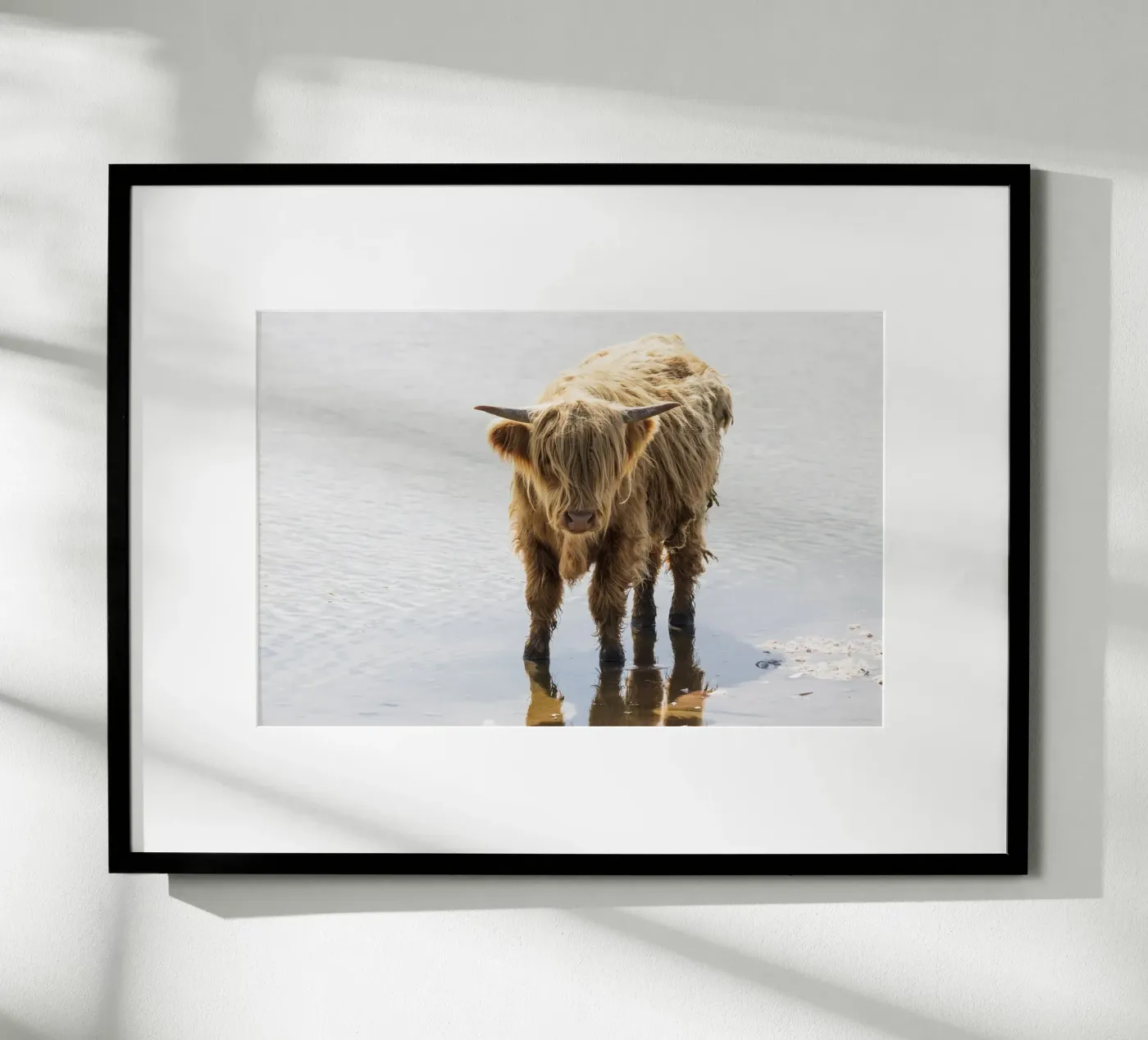 Highland Cattle poster da Barbara Buderath Fotodesign
