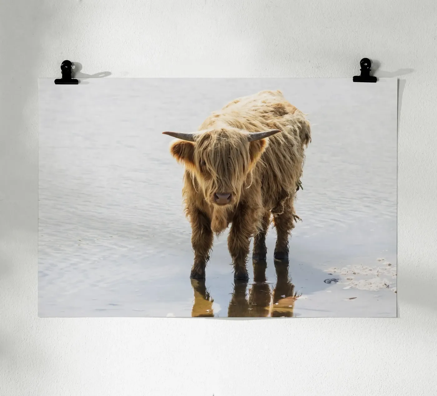 Highland Cattle poster da Barbara Buderath Fotodesign