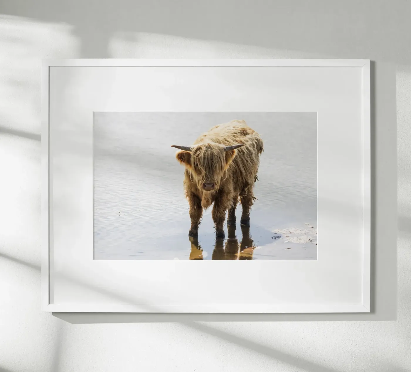 Highland Cattle poster da Barbara Buderath Fotodesign