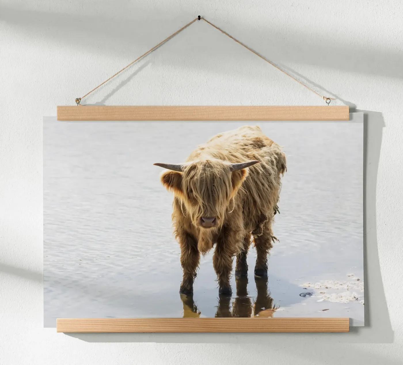 Highland Cattle poster da Barbara Buderath Fotodesign