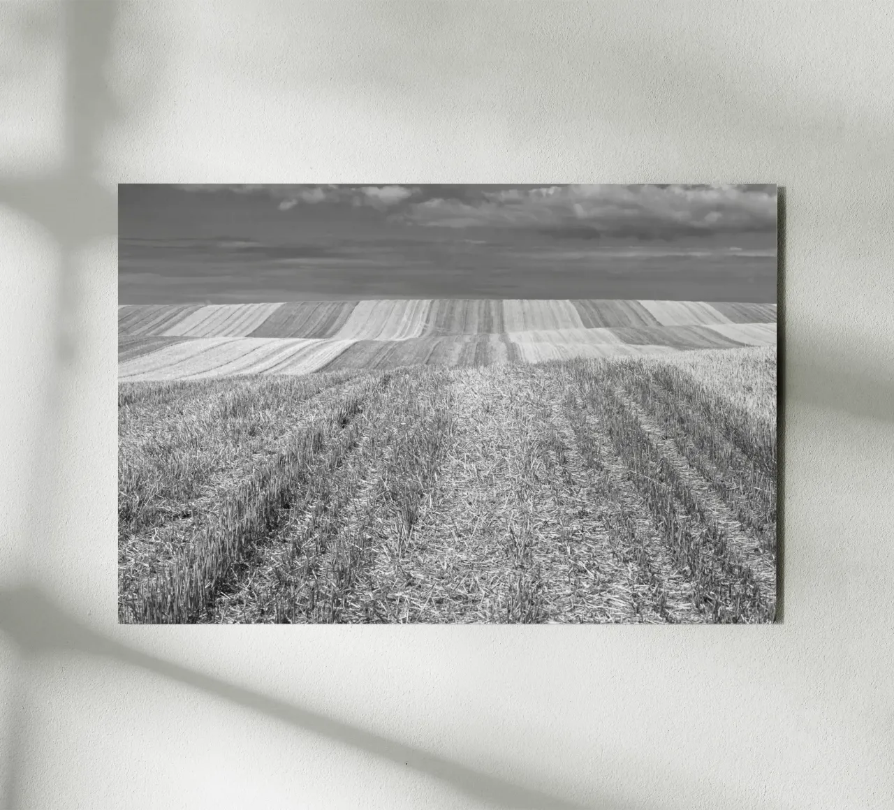 Stubble fields forex plate by Barbara Buderath Fotodesign