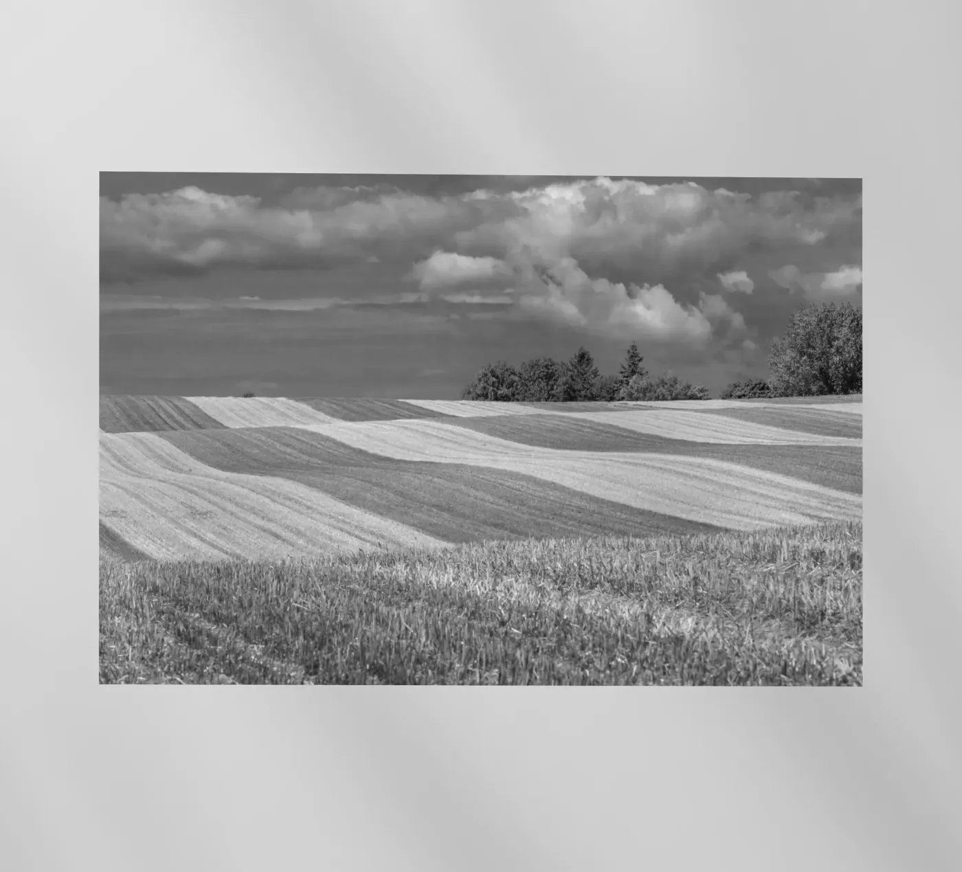 Campi di stoppie 2 pellicola backlit da Barbara Buderath Fotodesign