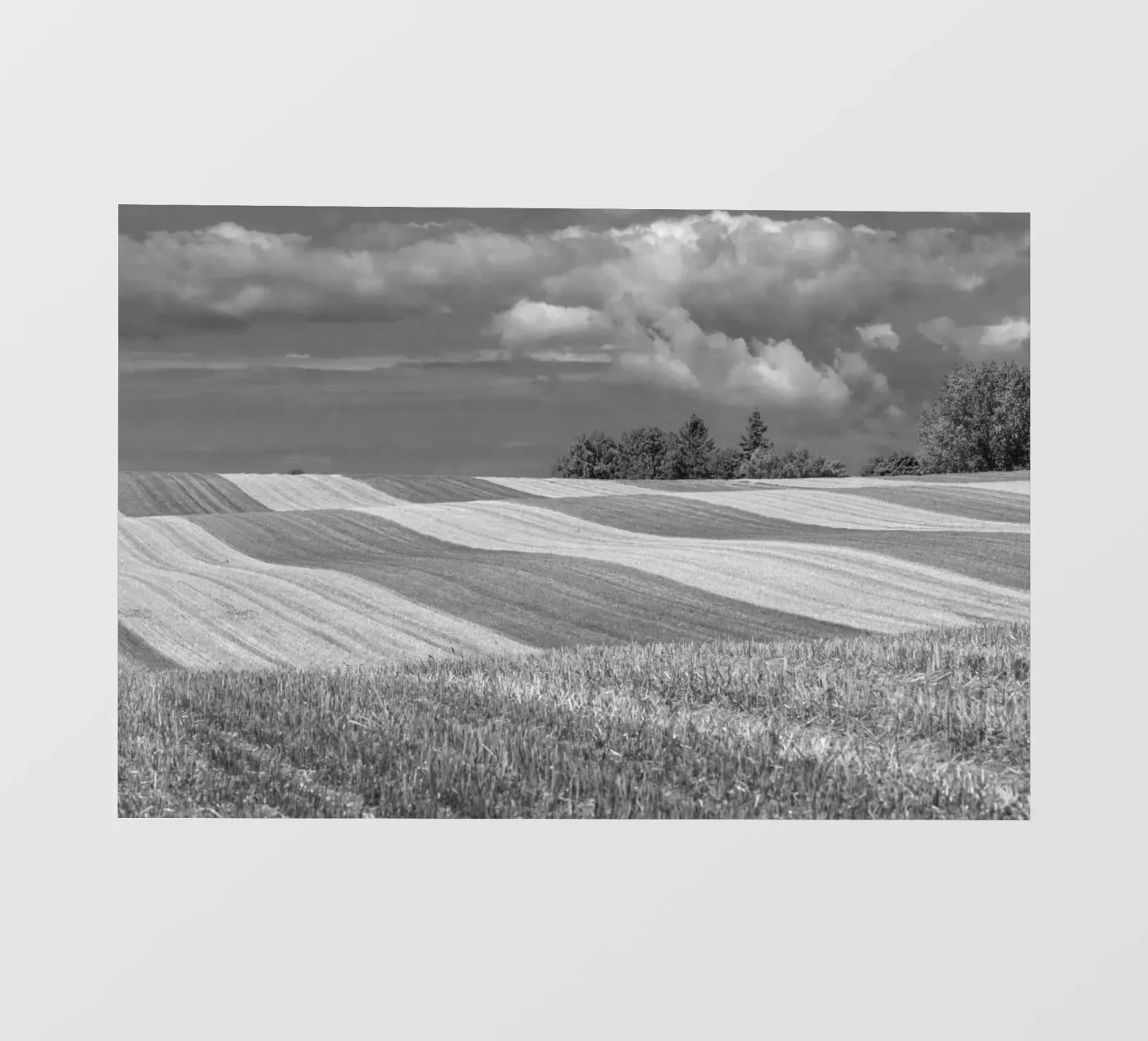 Campi di stoppie 2 pellicola backlit da Barbara Buderath Fotodesign