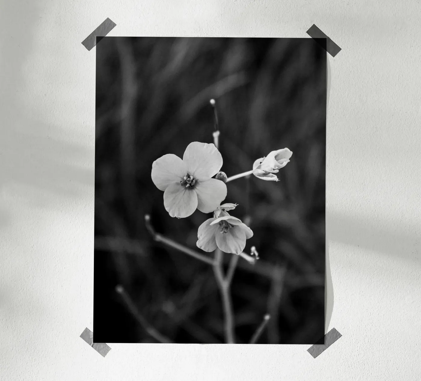 Flower Bw poster da Vale Studio