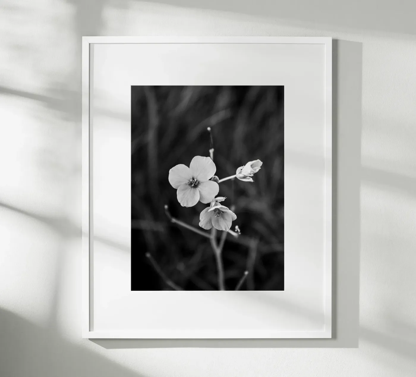Flower Bw poster da Vale Studio