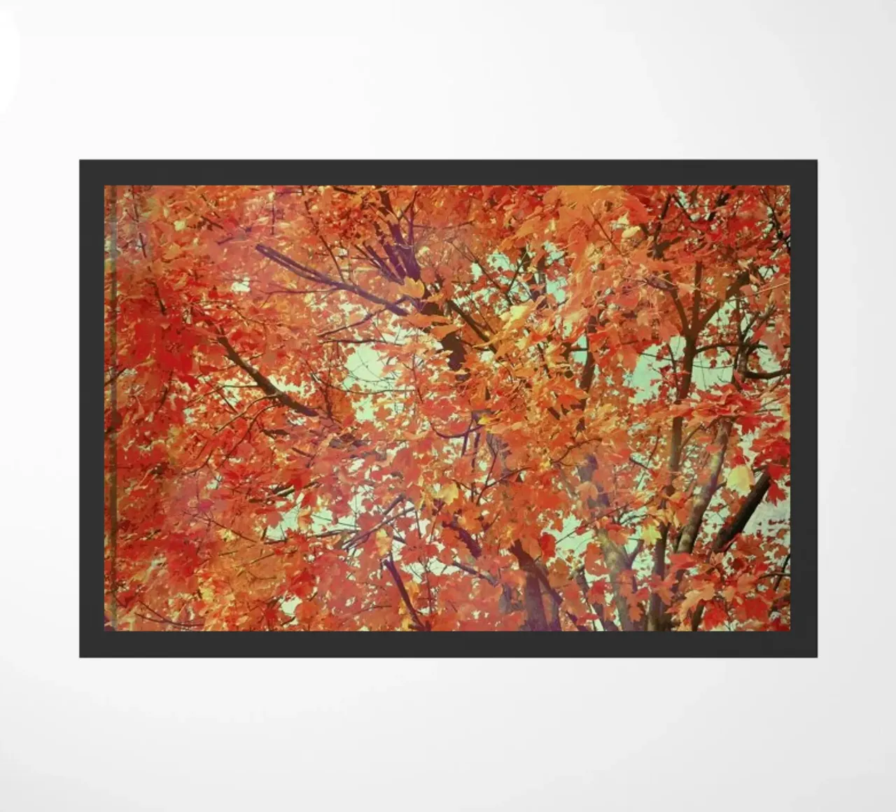 Imagine zerbino da Robin Delean