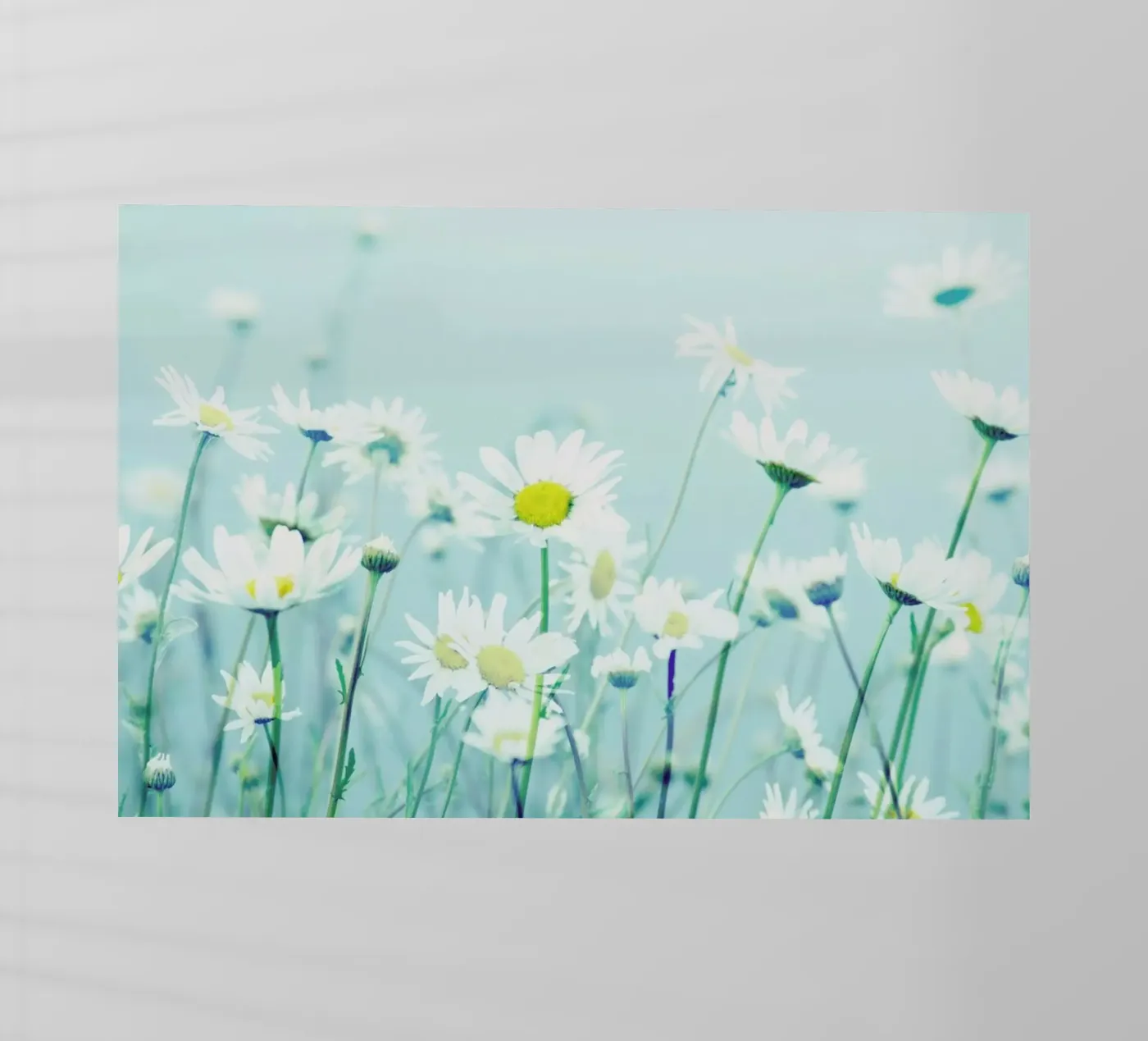 Dancing Daisies pellicola backlit da Robin Delean