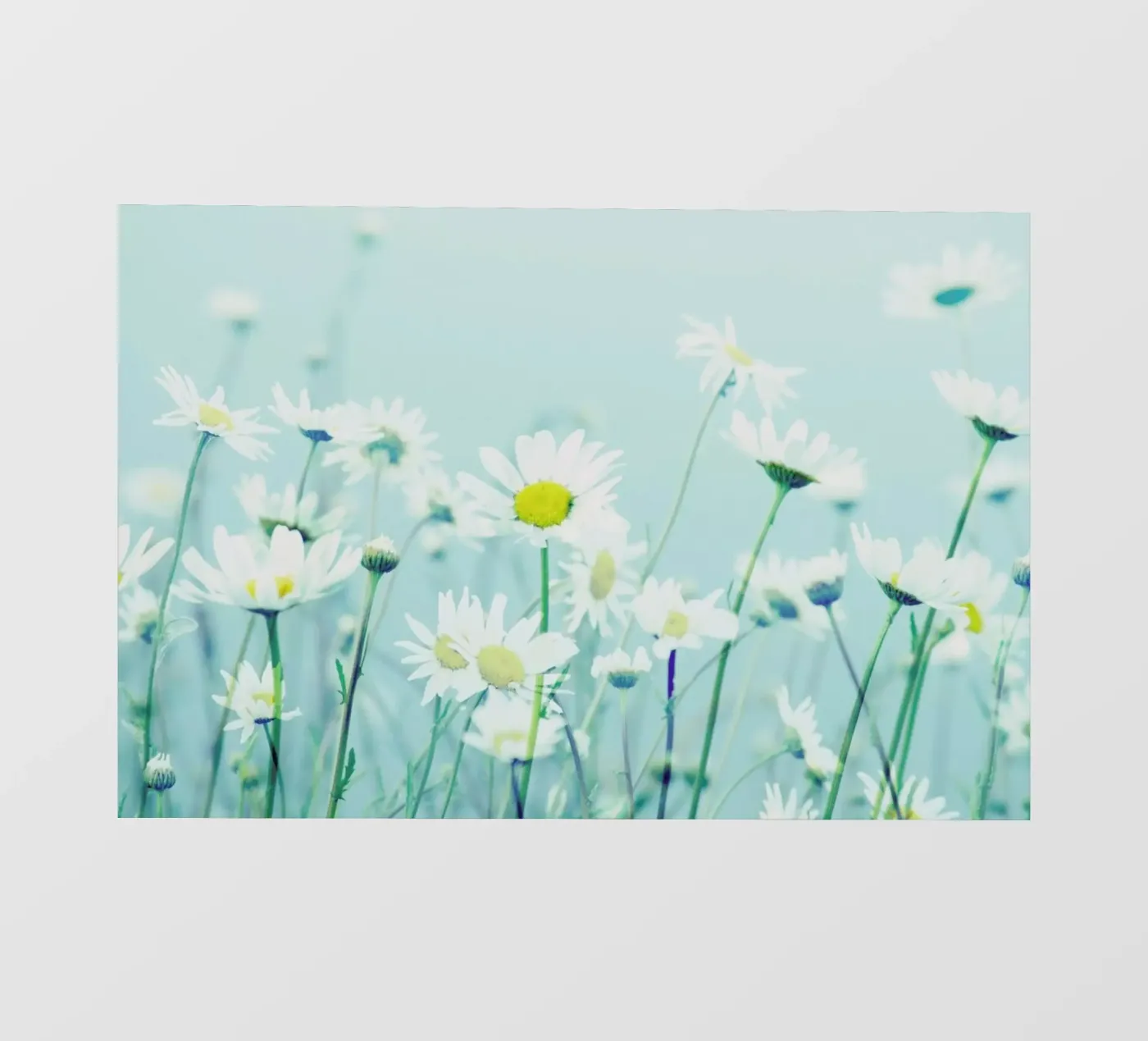 Dancing Daisies pellicola backlit da Robin Delean