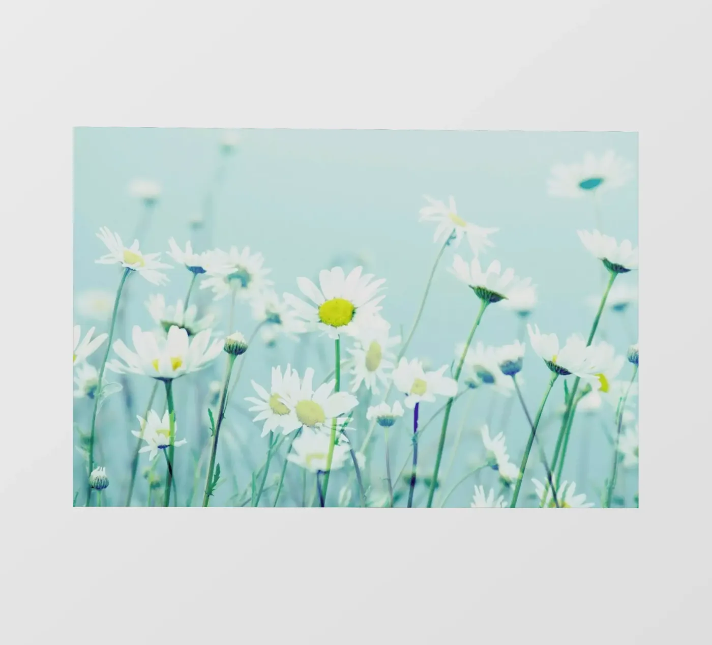Dancing Daisies pellicola backlit da Robin Delean