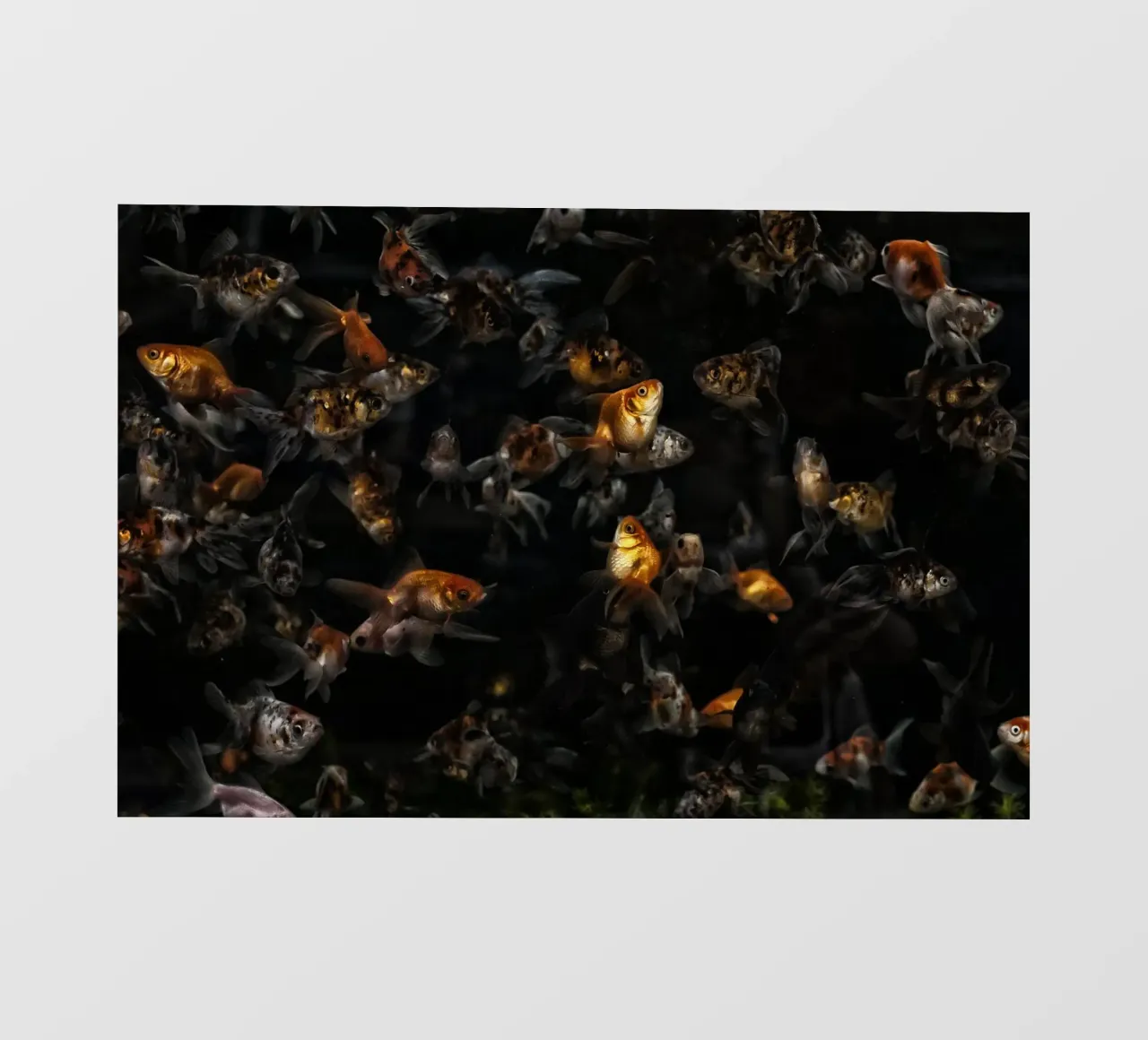 Grace in Motion: Goldfish pellicola backlit da Curious Collections by Marielle Leenders