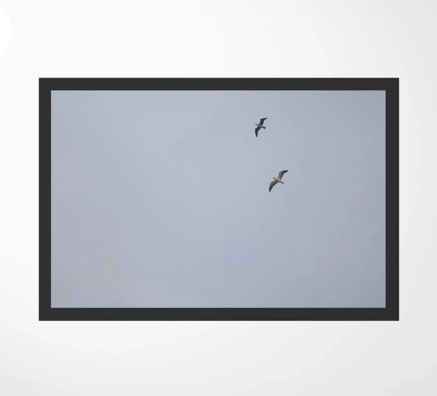 Seagulls zerbino da Wild Coast Studio