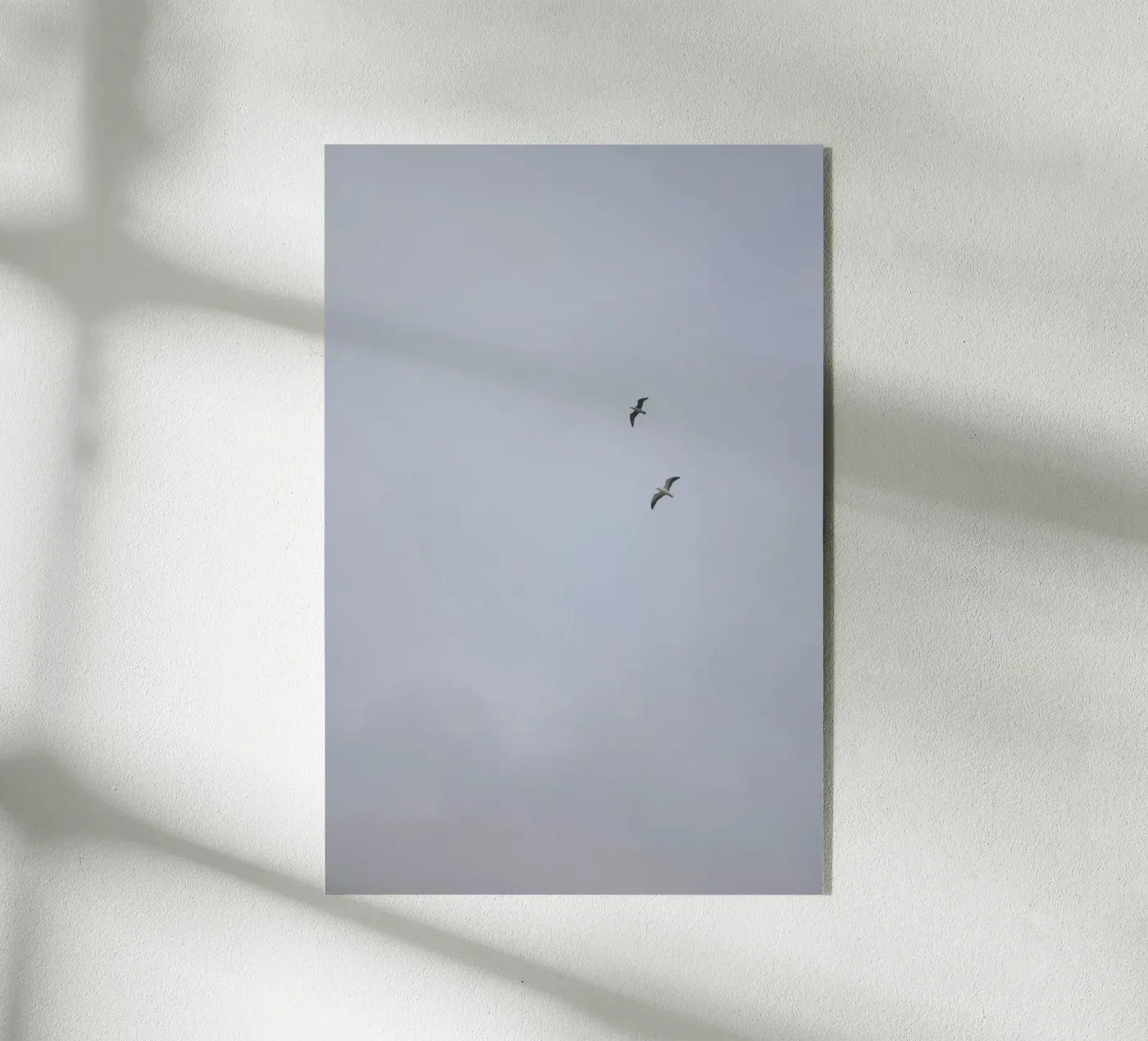 Seagulls plexiglass da Wild Coast Studio