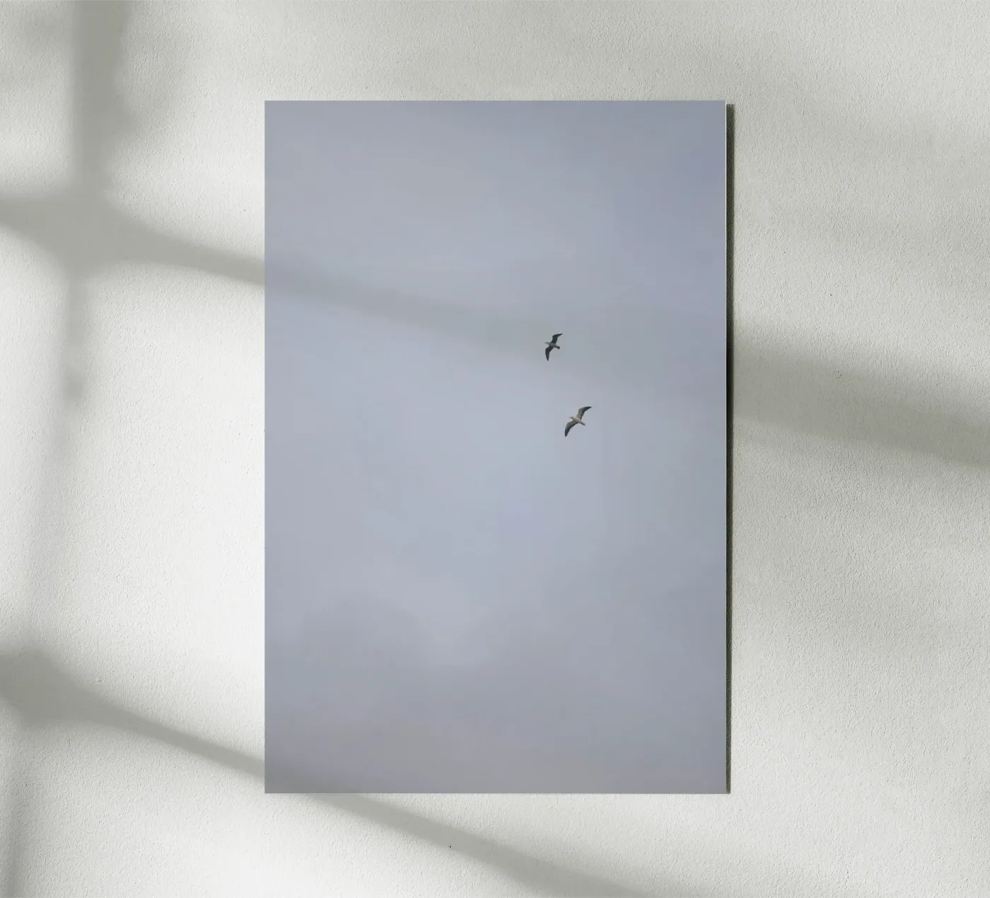 Seagulls forex plate by Wild Coast Studio